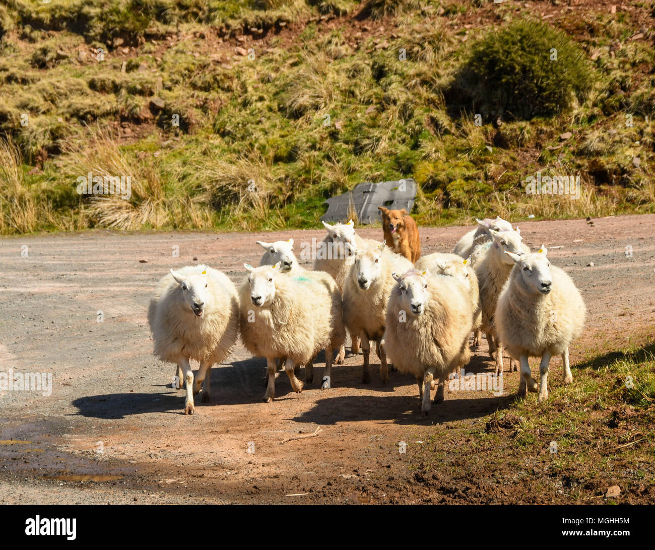 Rebaño de ovejas a la vuelta por un ovejero Foto de stock