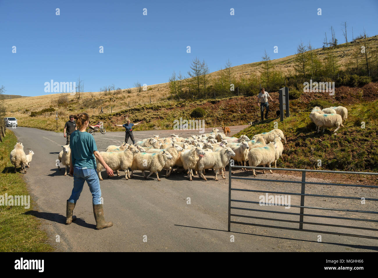 Trabajador de granja pastoreando un rebaño de ovejas en una zona vallada Foto de stock
