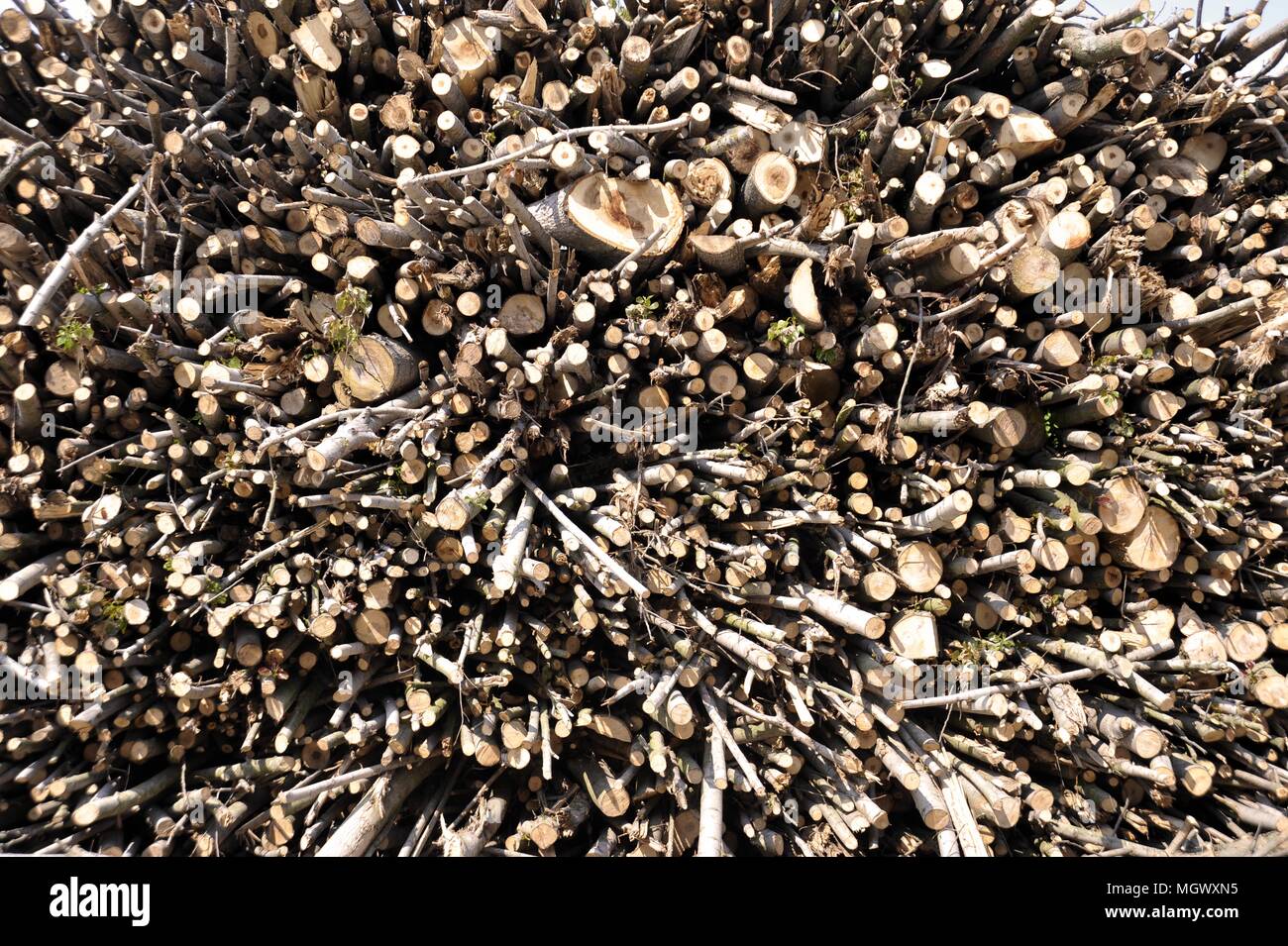 Planta para la explotación de la biomasa (residuos de madera) para producir electricidad, agua caliente para calefacción y pellets (combustible ecológico), de Abbiategrasso, Milan, Italia. Foto de stock