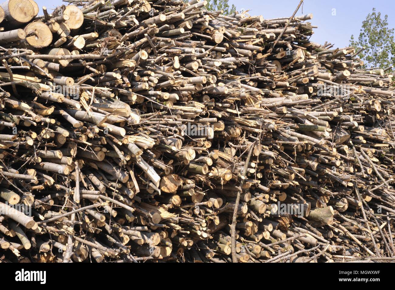 Planta para la explotación de la biomasa (residuos de madera) para producir electricidad, agua caliente para calefacción y pellets (combustible ecológico), de Abbiategrasso, Milan, Italia. Foto de stock