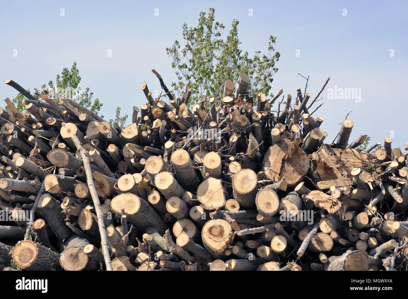 Planta para la explotación de la biomasa (residuos de madera) para producir electricidad, agua caliente para calefacción y pellets (combustible ecológico), de Abbiategrasso, Milan, Italia. Foto de stock