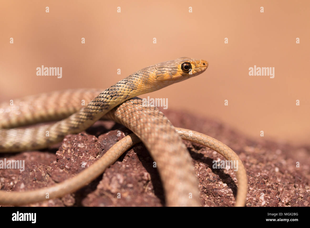 Braid serpiente o Jan Cliff Racer (Platyceps rhodorachis) es una especie de serpiente encontrada en Asia Central y el Oriente Medio. Fotografiado en Israel en ma Foto de stock