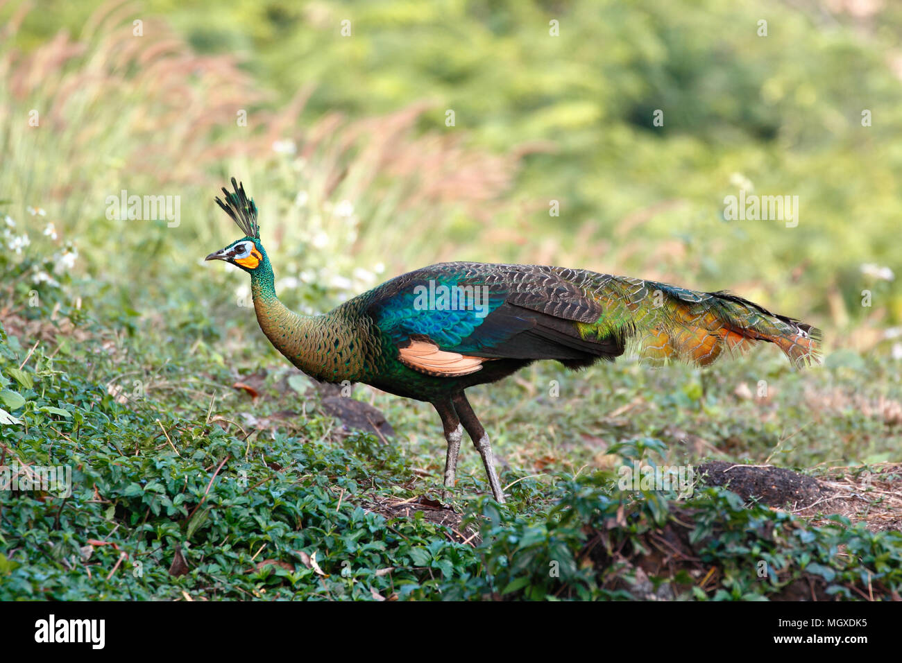 Hembras Verde / peafowl peacock (Pavo muticus) en la naturaleza (tomada desde el sudeste de Asia) Foto de stock