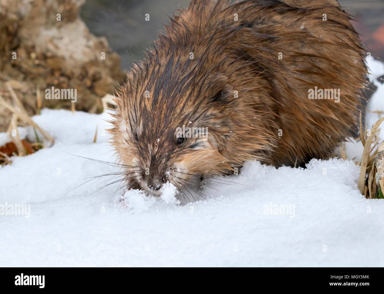 Rata almizclera (Ondatra zibethicus) buscando hierba bajo la nieve al borde del lago, Ames, Iowa, EE.UU. Foto de stock