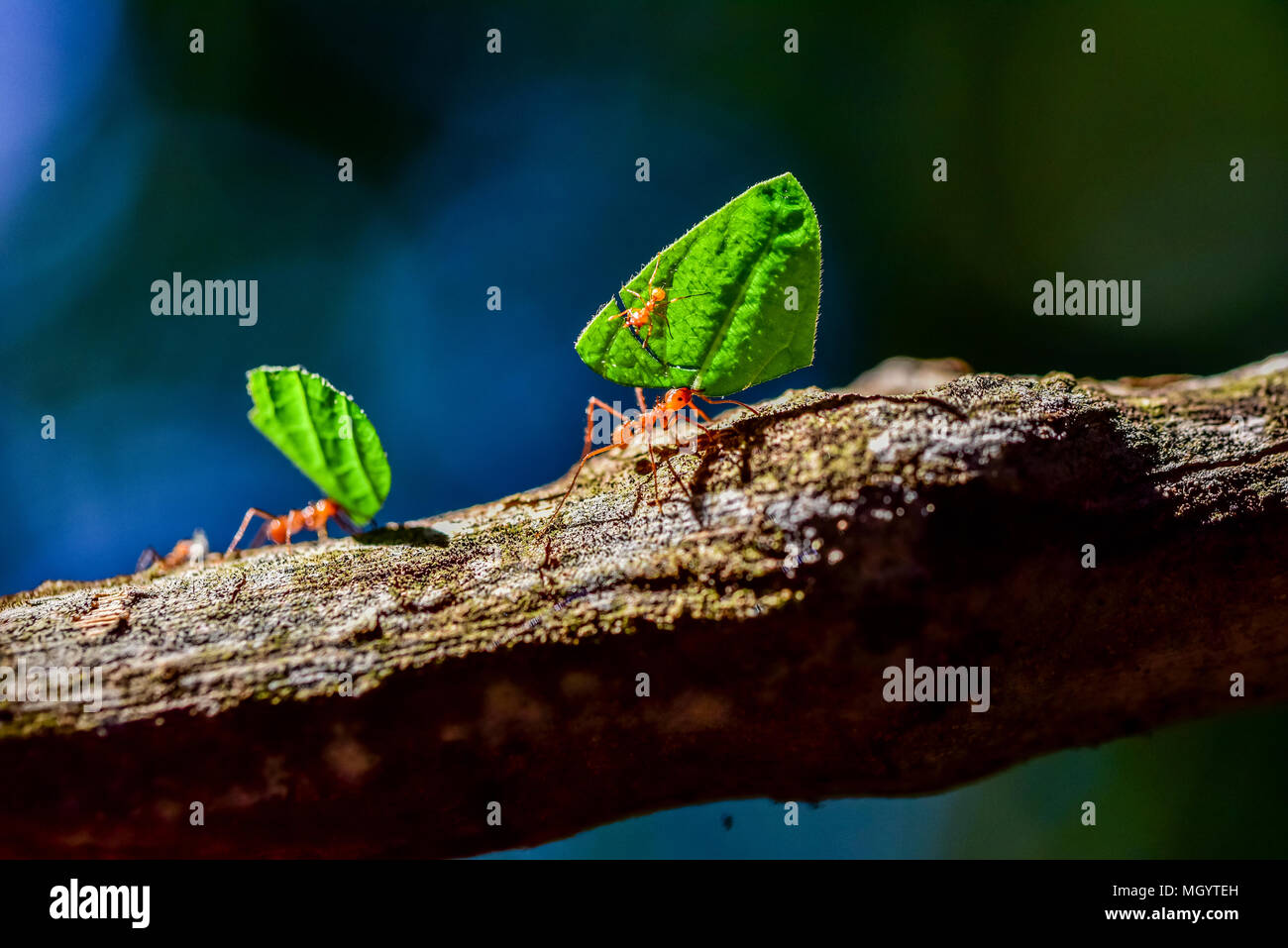Las hormigas están llevando en hojas Foto de stock