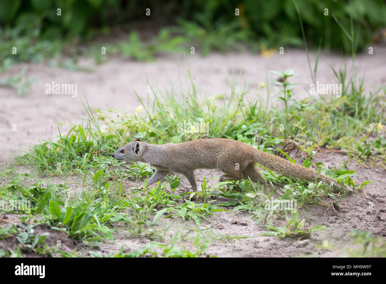 Mangosta amarillo, rojo o Bushytailed Mongoose (Cynictus penicillata). Viven en parejas y