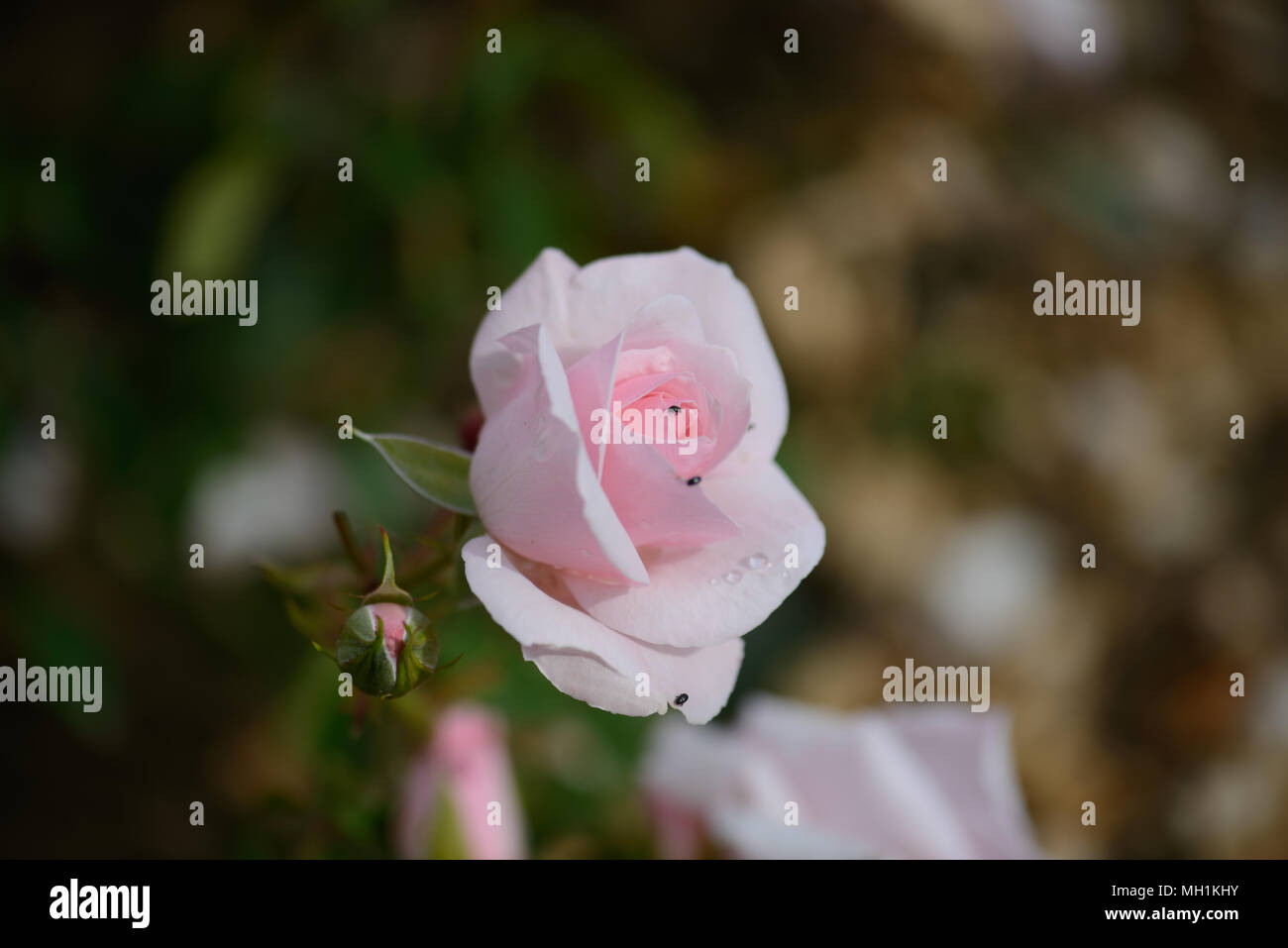 Muchos pétalos de rosa fotografías e imágenes de alta resolución - Alamy
