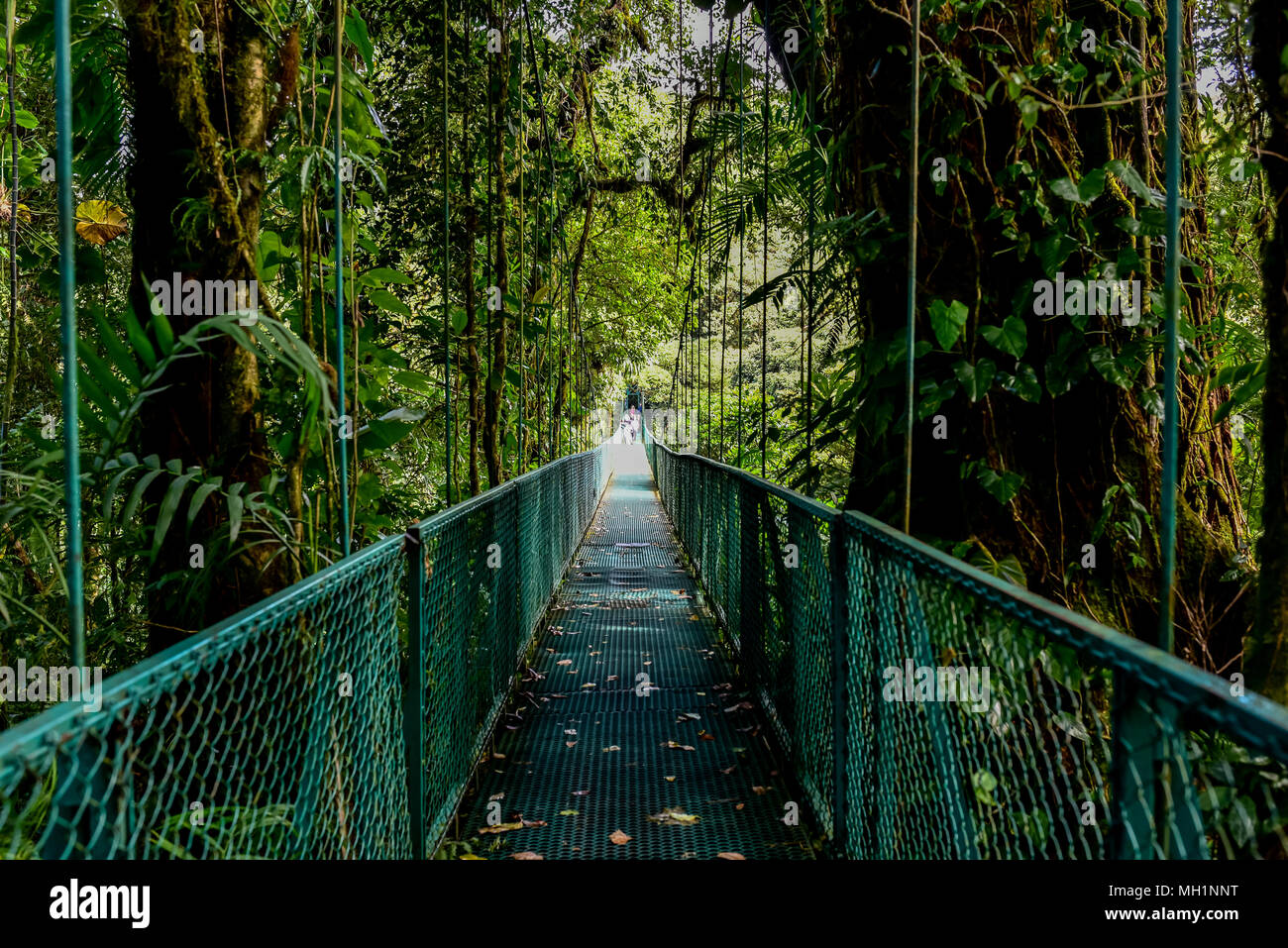 Puentes Colgantes en nuboso - Monteverde, Costa Rica Fotografía de stock -  Alamy