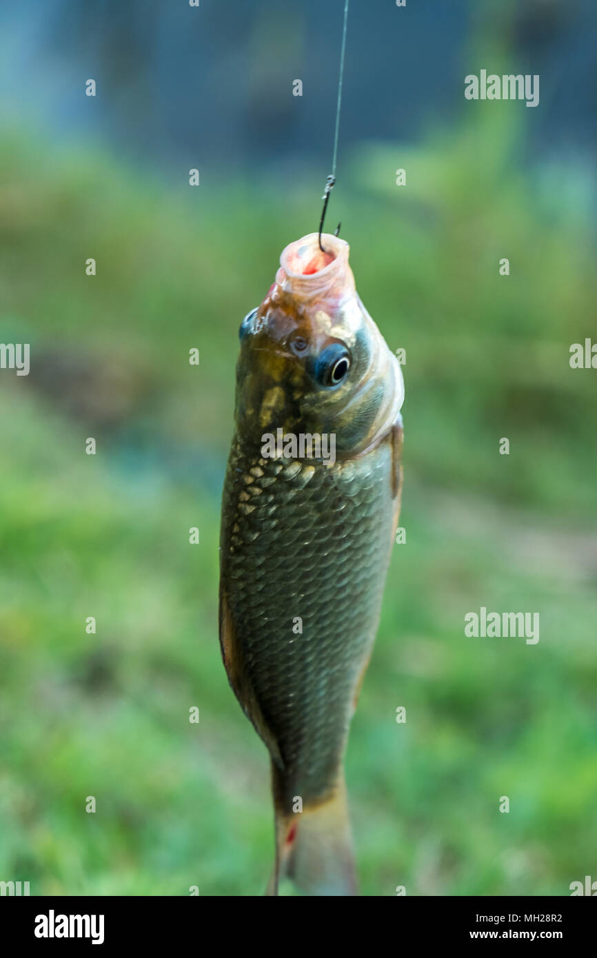 Pescar en un anzuelo fotografías e imágenes de alta resolución - Alamy