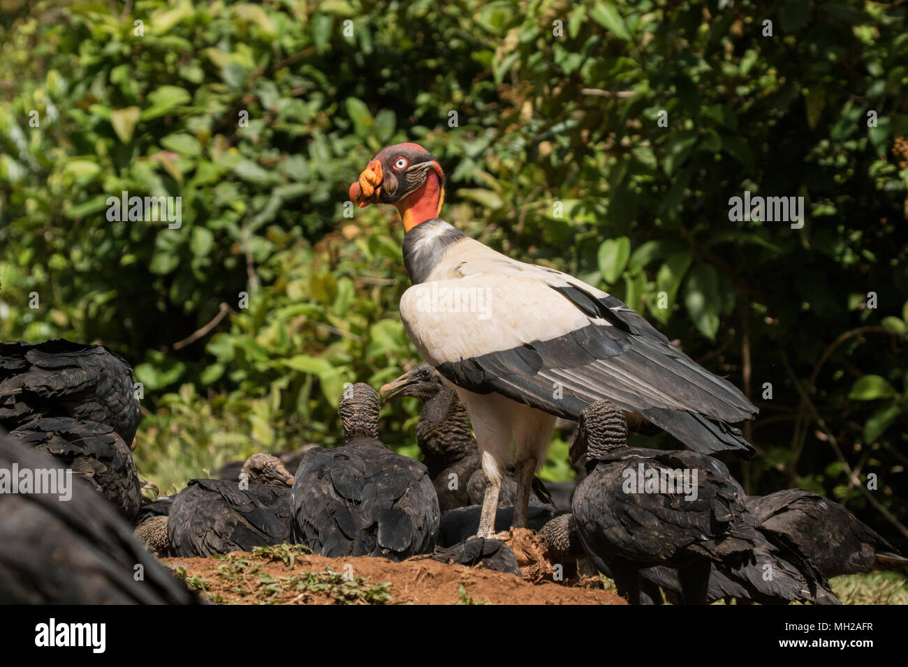 Zopilote rey Sarcoramphus papa pájaro adulto alimentándose en carcass