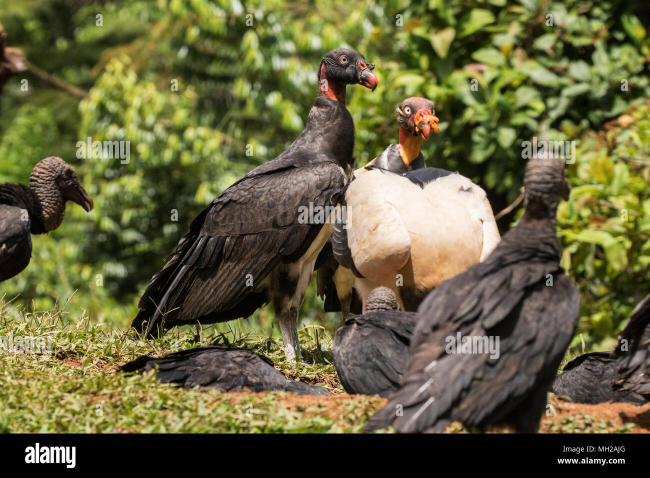 Zopilote rey Sarcoramphus papa aves juveniles en alimentación animal