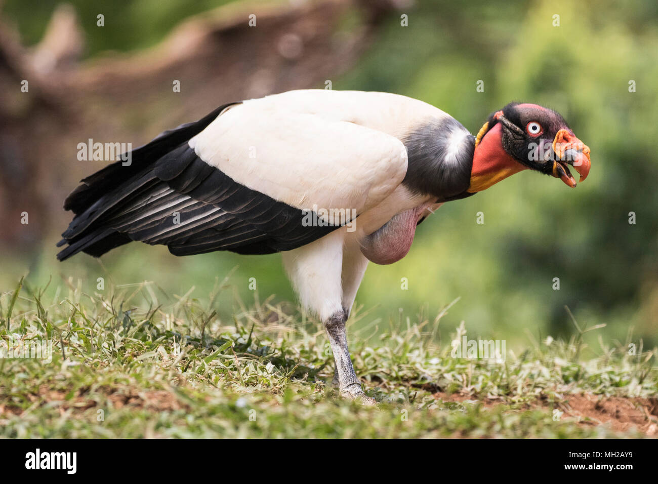 Zopilote rey Sarcoramphus papa pájaro adulto alimentándose en carcass