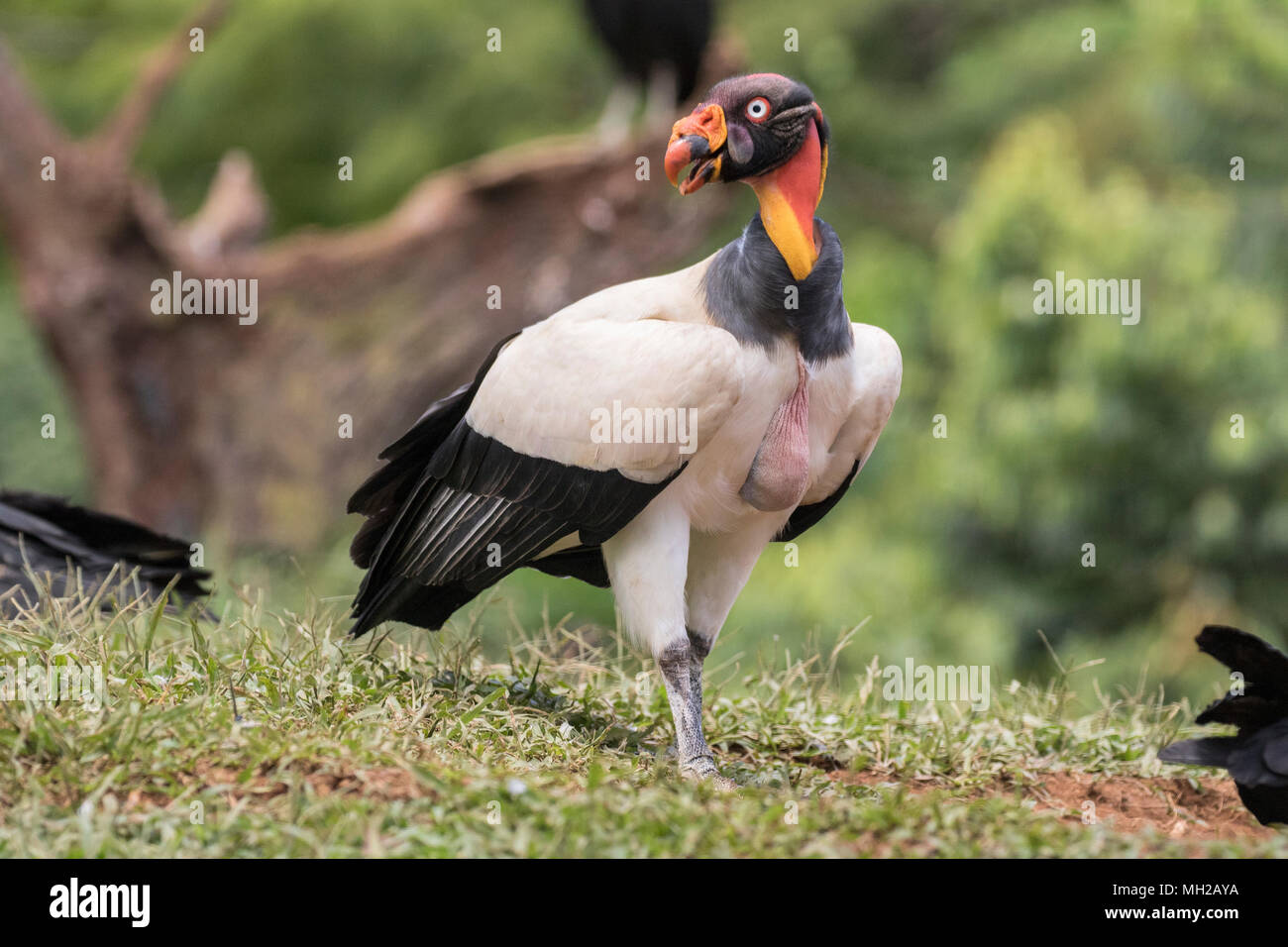 Zopilote rey Sarcoramphus papa pájaro adulto alimentándose en carcass
