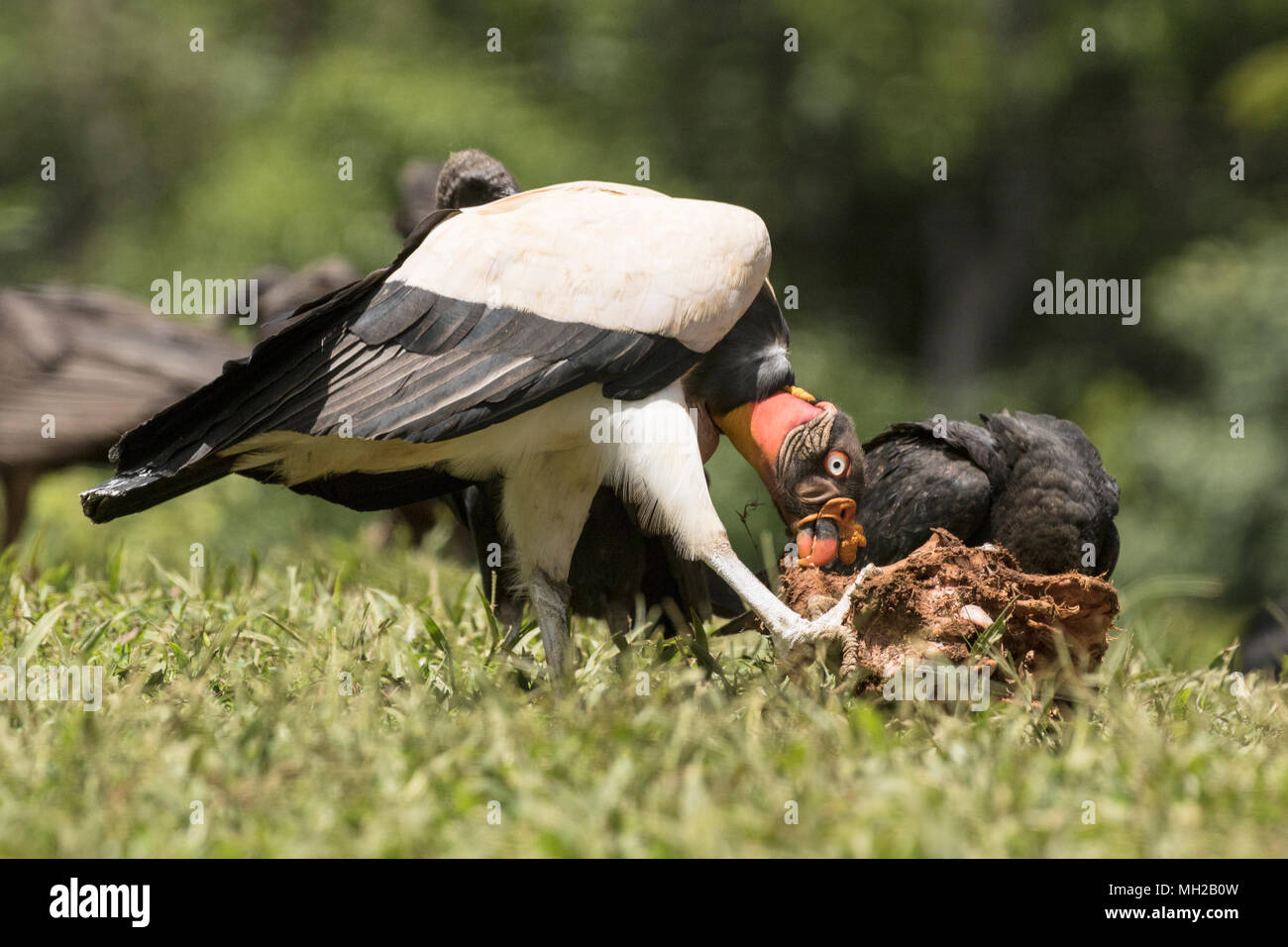 Zopilote rey Sarcoramphus papa pájaro adulto alimentándose en carcass