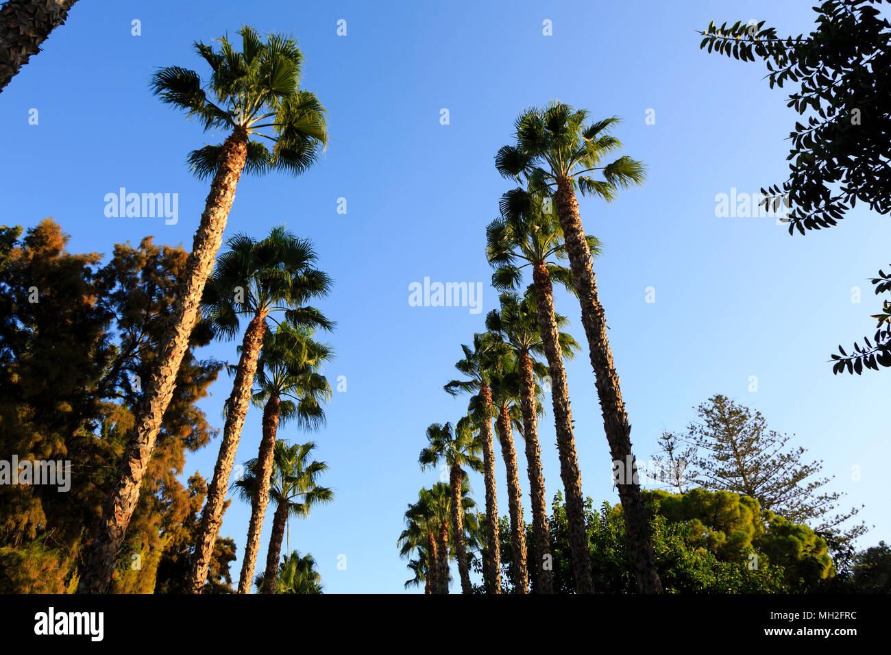 Palm Tree Avenue, Limassol, Chipre el jardín municipal Foto de stock