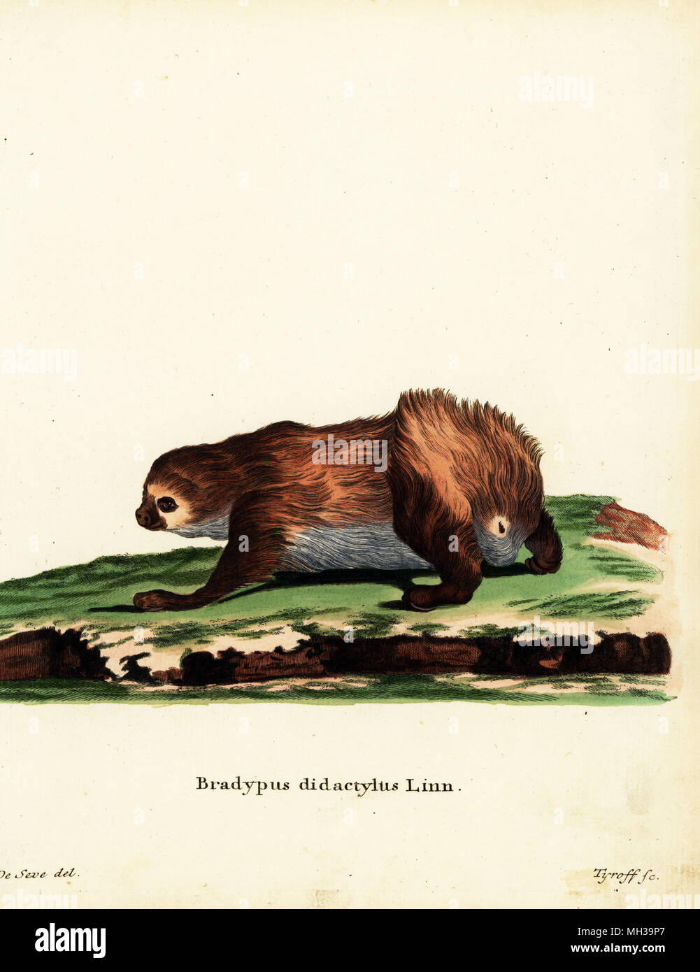 Linneo dos dedos cada perezoso, Choloepus didactylus. Bradypus bidactylus Linn. Por Tyroff Handcolored copperplate grabado después de una Ilustración por Jacques de Seve de Johann Christian Daniel Schreber ilustraciones de animales después de la naturaleza, o animales fantásticos de Schreber, Erlangen, Alemania, 1775. Foto de stock