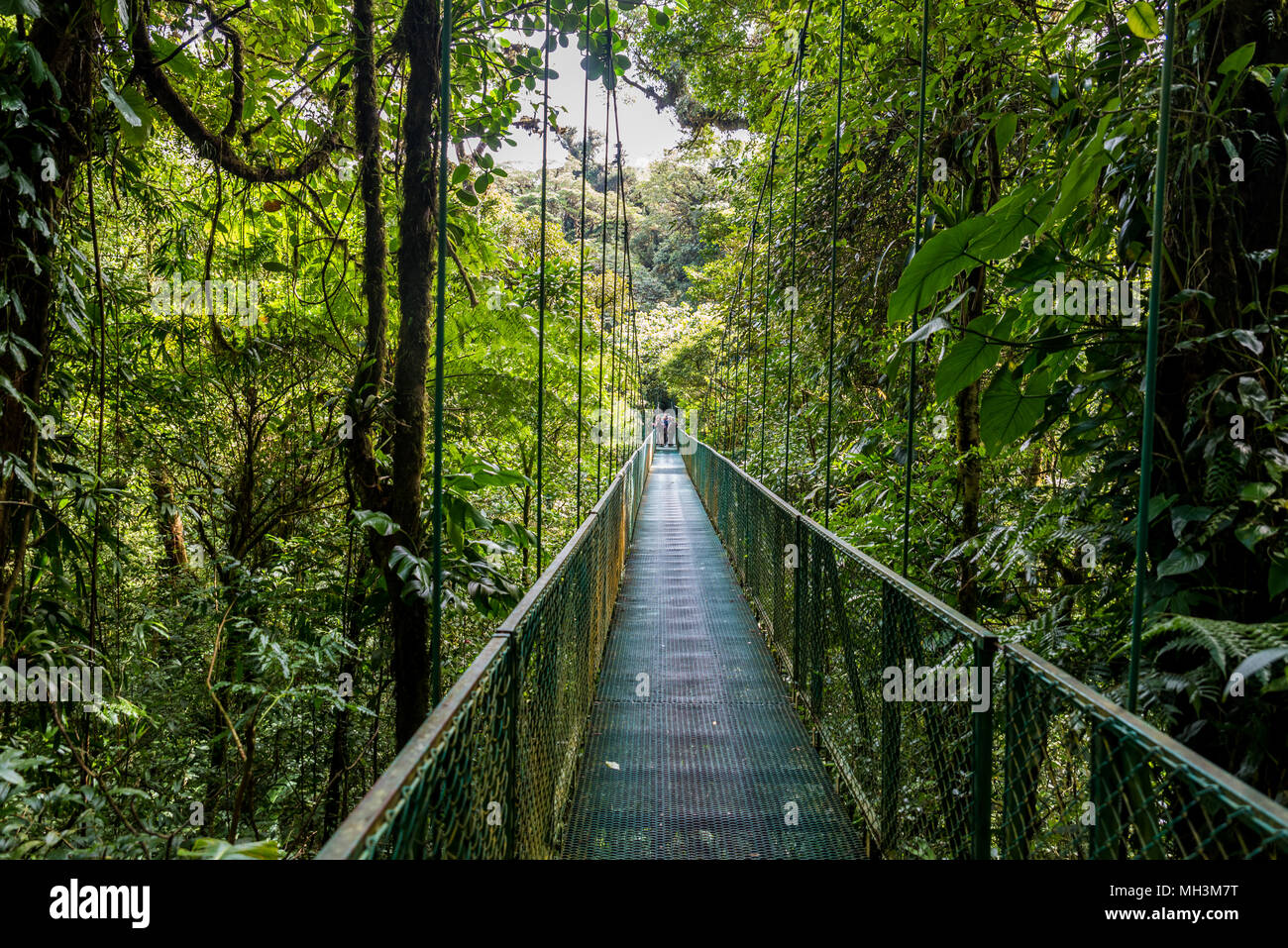 Puentes Colgantes en nuboso - Monteverde, Costa Rica Fotografía de stock -  Alamy