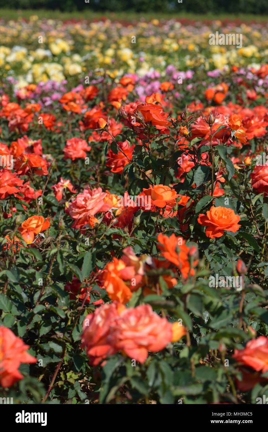 Rose Super Trouper Fotografía de stock - Alamy