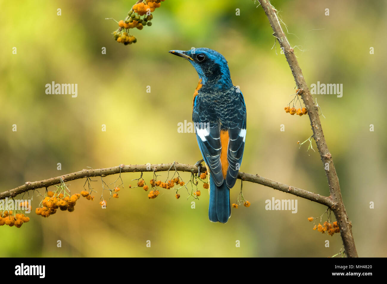 Pájaros multicolores en Kerala, India, las aves de los humedales Foto de stock