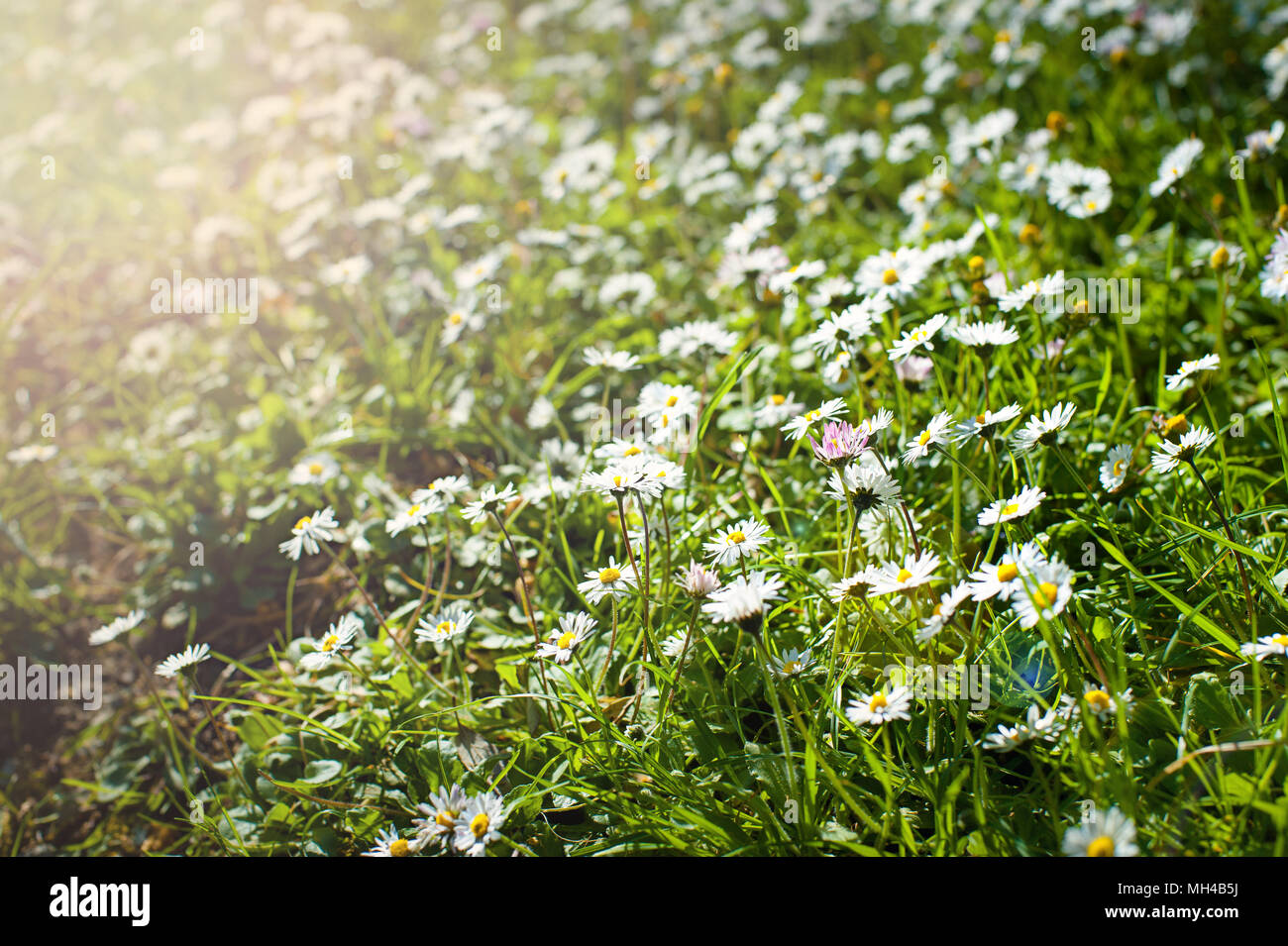 Hermosas flores de manzanilla en el campo en día soleado, closeup Foto de stock