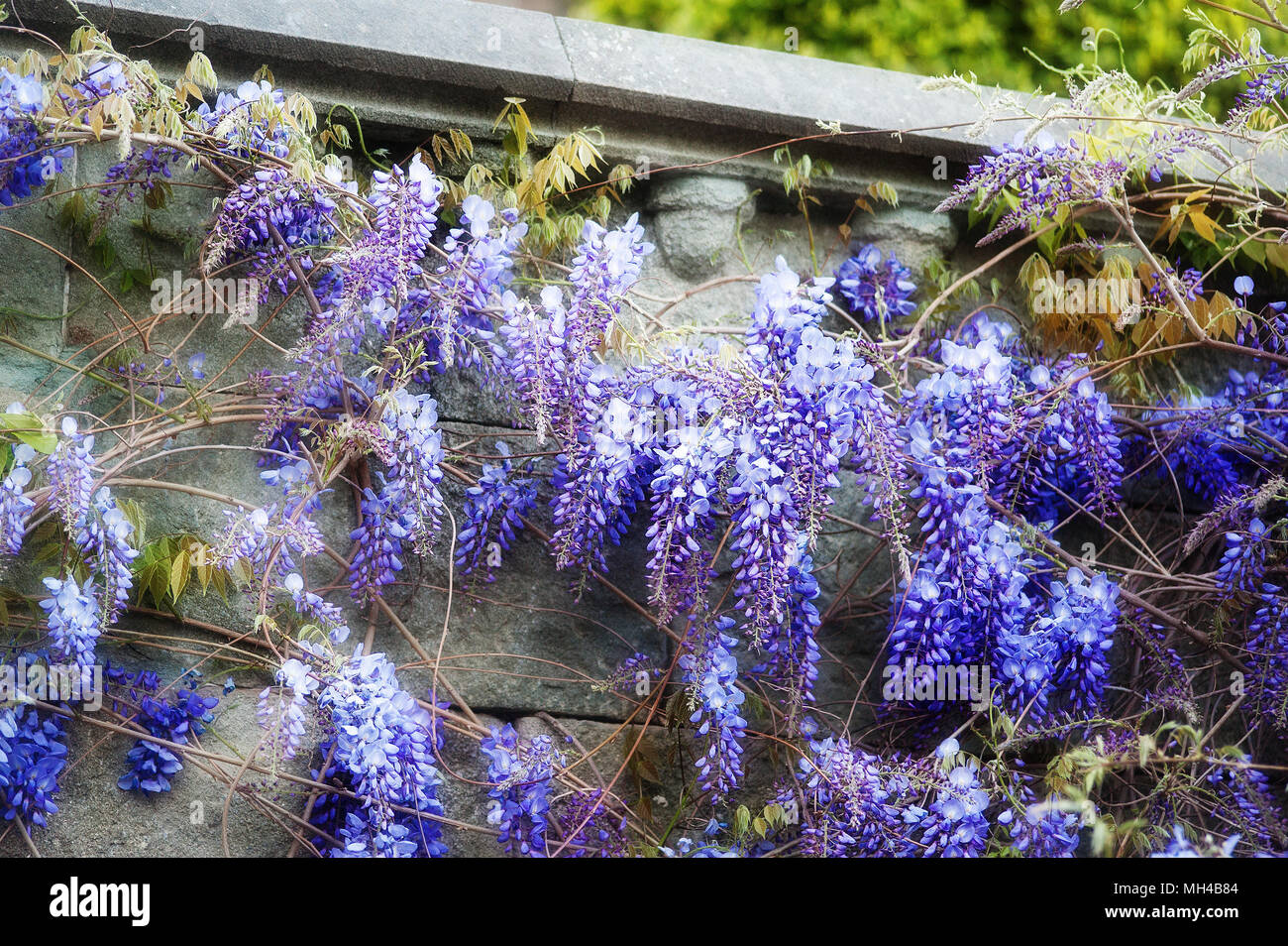 Dulce color lila wistaria en estilo suave de fondo Foto de stock