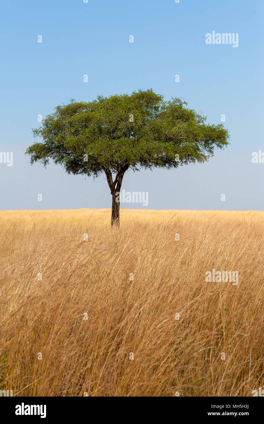 Hermoso paisaje con árbol de nadie en África Foto de stock