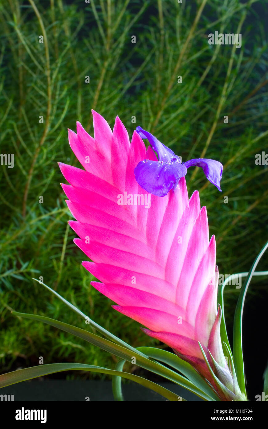 TILLANDSIA CYANEA FLOR (Bromelia Fotografía de stock - Alamy