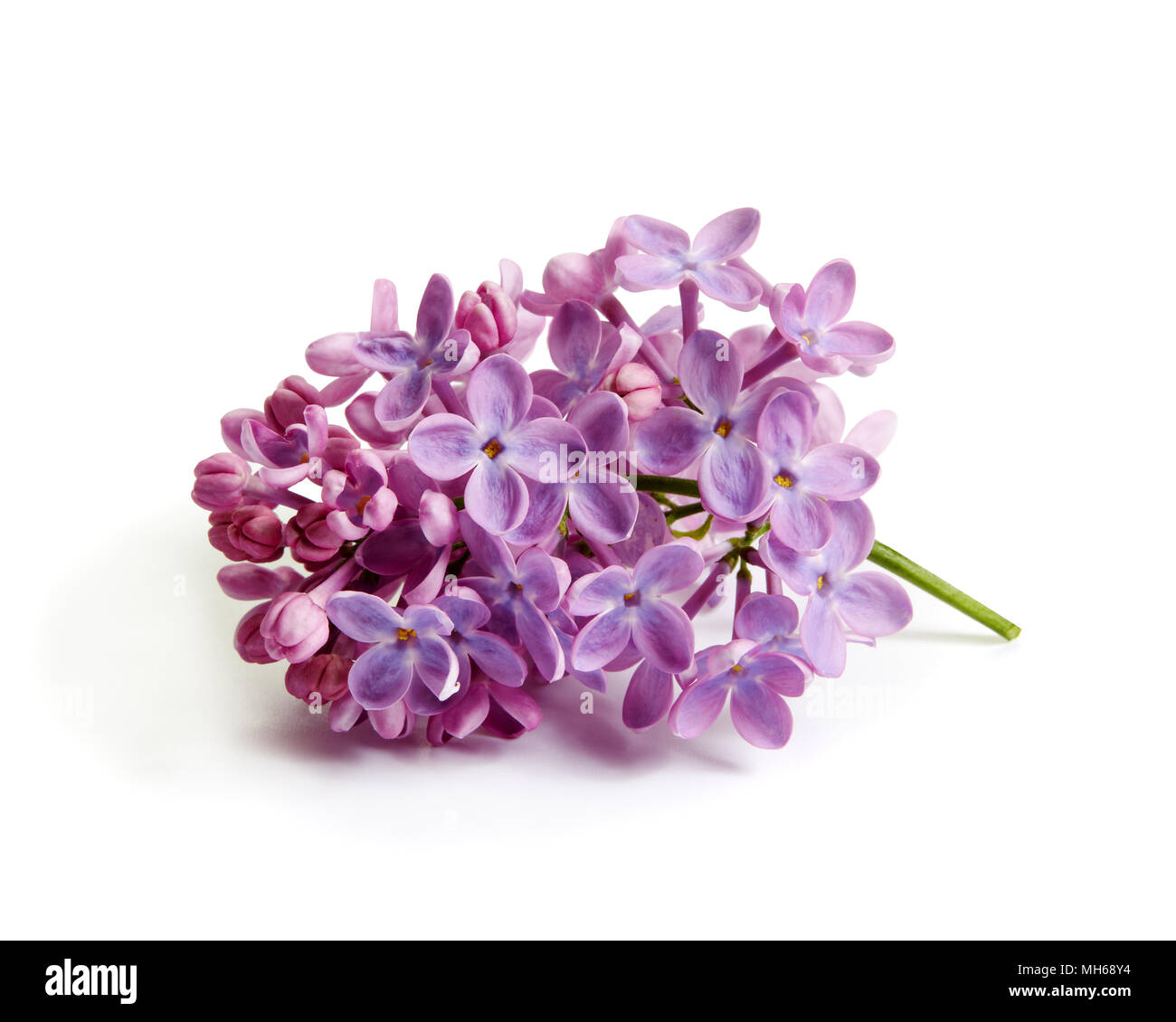 Violeta, lila sobre fondo blanco. Foto de stock