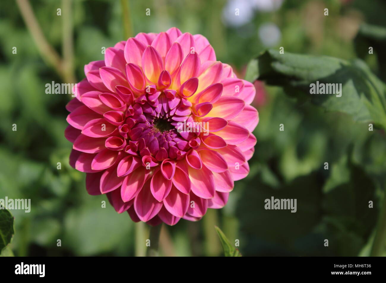 Dalia rosa flor rosa matizacion en flor Fotografía de stock - Alamy