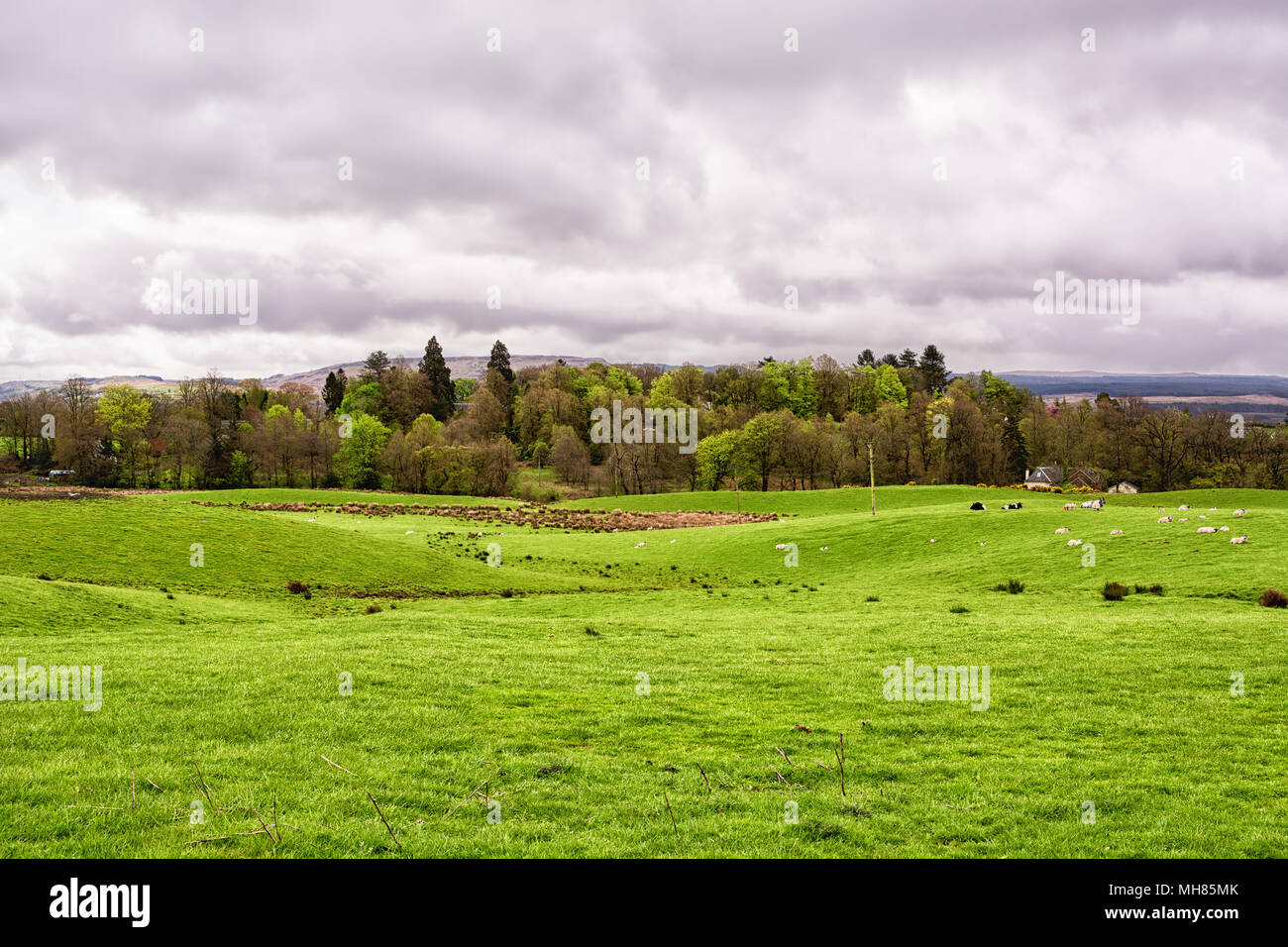 Green Farm campos bajo un cielo nublado en Escocia, Reino Unido Foto de stock