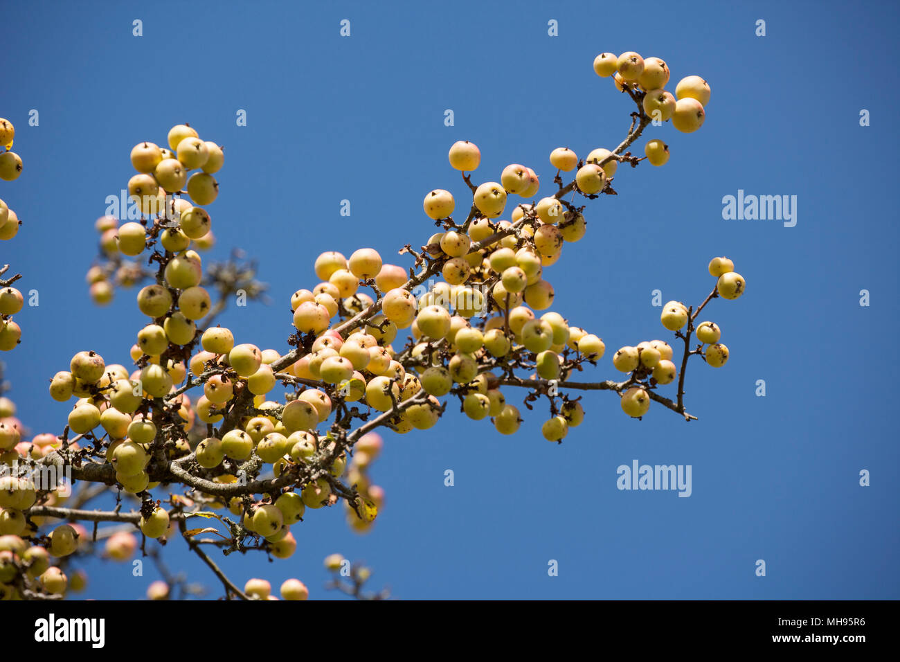 Un árbol de manzana, de la familia de las Rosáceas, en un día soleado,  lleno de frutos que crecen silvestres en New Forest, Hampshire, Inglaterra.  El fruto es comido por muchos creat