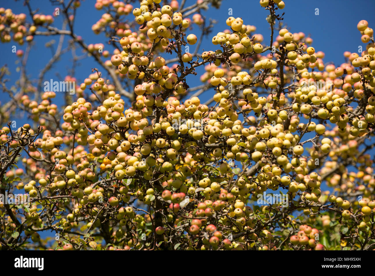 Un árbol de manzana, de la familia de las Rosáceas, en un día soleado,  lleno de frutos que crecen silvestres en New Forest, Hampshire, Inglaterra.  El fruto es comido por muchos creat