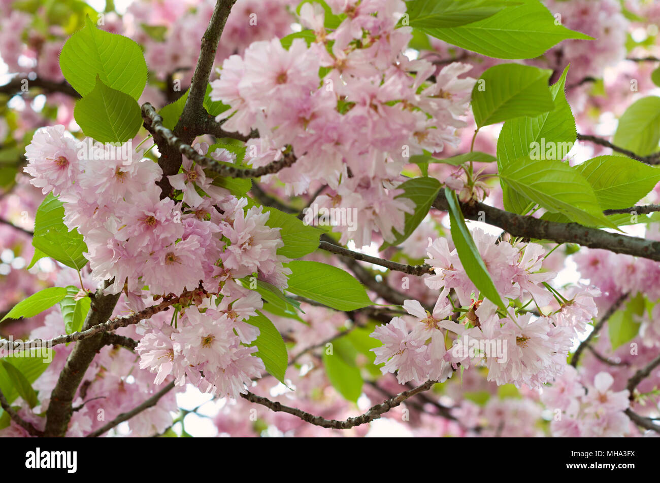 Árbol de sakura japonés florecen en primavera. Naturaleza del fondo con flores de cerezo rosa y hojas verdes Foto de stock