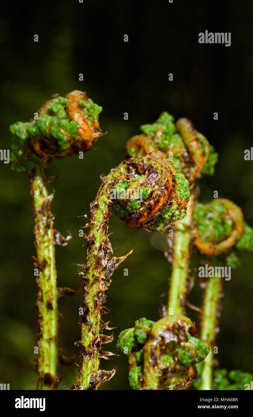 Enrollado frondas de helechos, crosiers joven, de amplio broquel-fern en primavera Foto de stock
