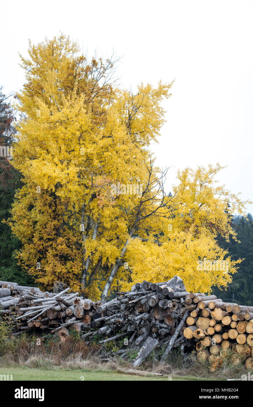 La madre naturaleza en un hermoso día de otoño Foto de stock