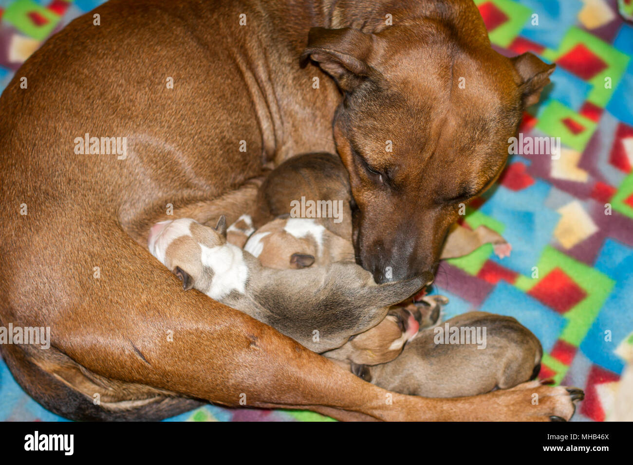 Pit Bull Terrier Recien Nacido Fotos E Imagenes De Stock Alamy