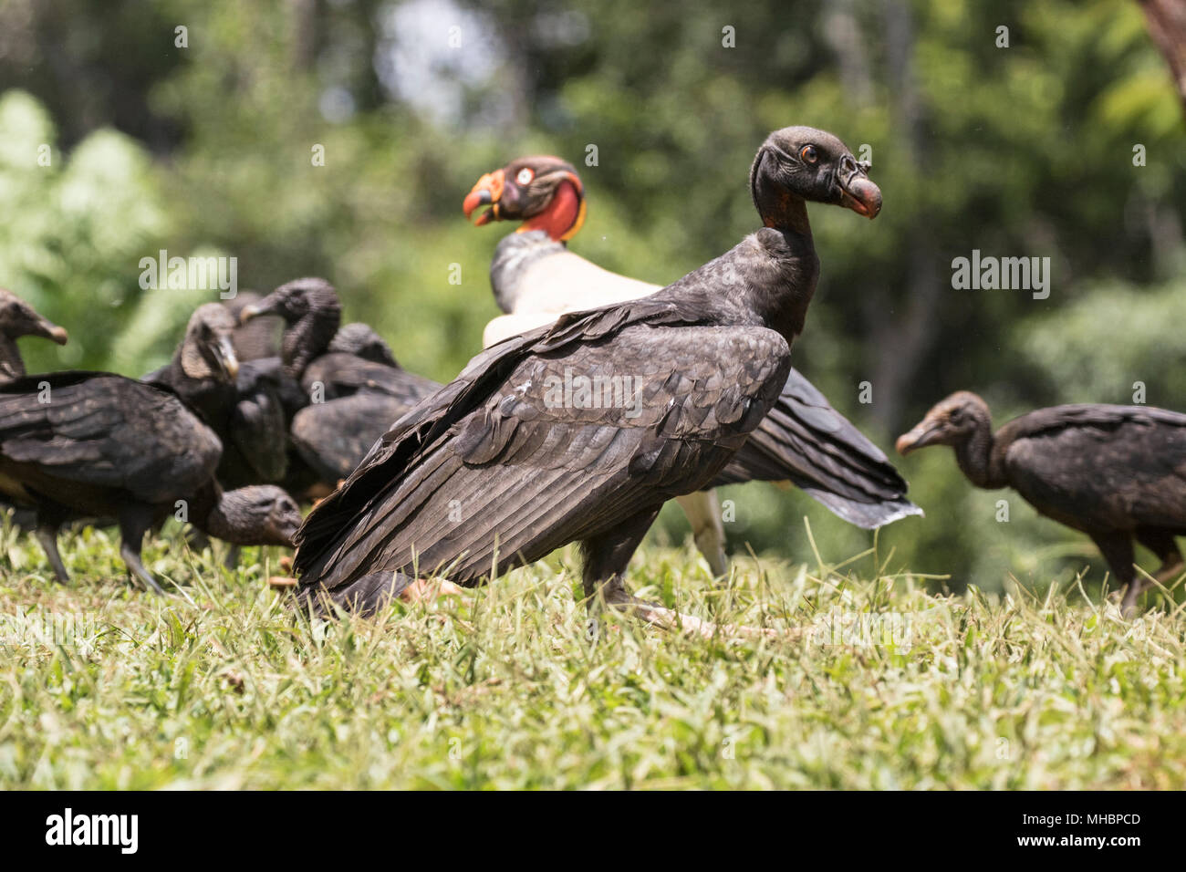 Zopilote rey Sarcoramphus papa aves juveniles en alimentación animal