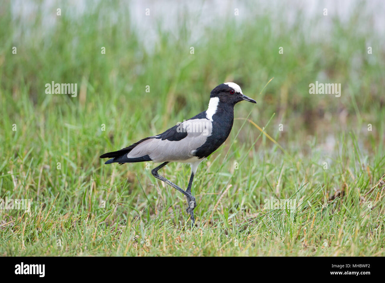 Herrero o Lapwing Patinegro (Vanellus armatus). Okavango, Botswana. África oriental y central. Foto de stock