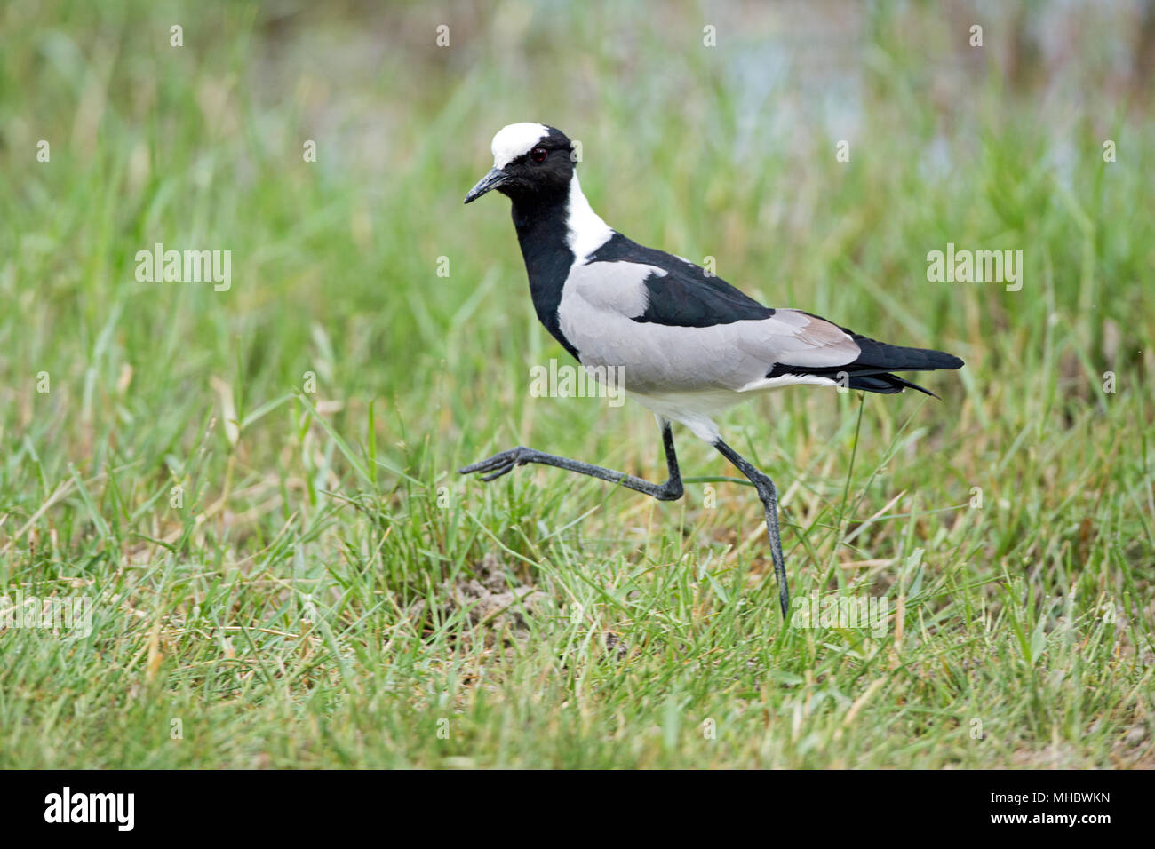 Herrero o chorlito Lapwing (Vanellus armatus). Foto de stock