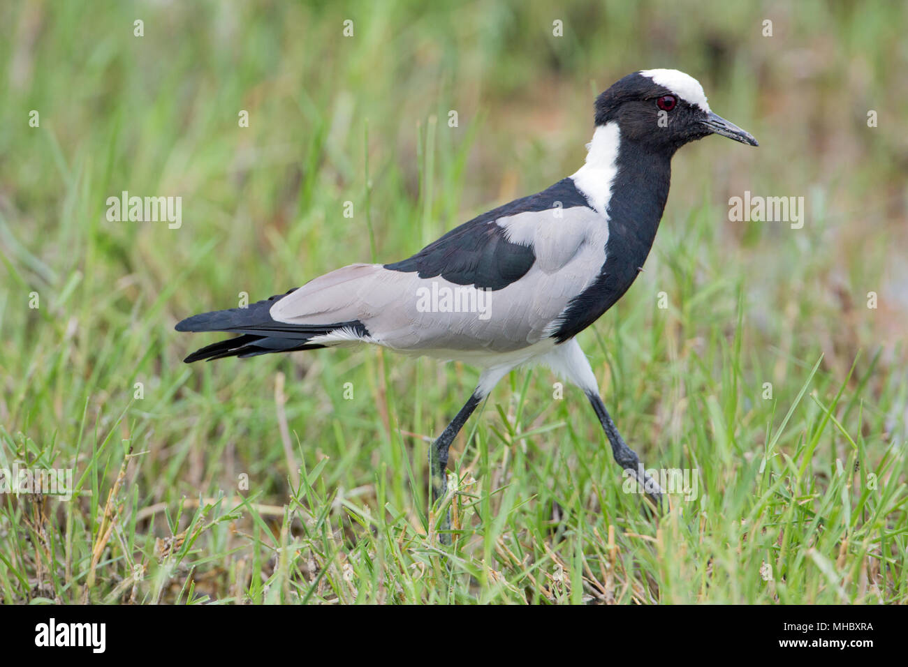 Herrero o Lapwing Patinegro (Vanellus armatus). Okavango, Botswana. África oriental y central. Foto de stock