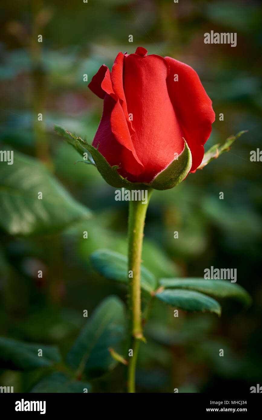 Serena Objeción negro Rosa rouge fotografías e imágenes de alta resolución - Alamy