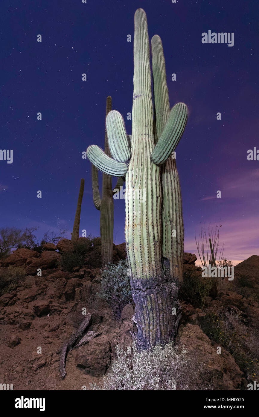 Luz pintado cacto saguaro (Carnegiea gigantea) en el crepúsculo, Tucson, Arizona. Foto de stock