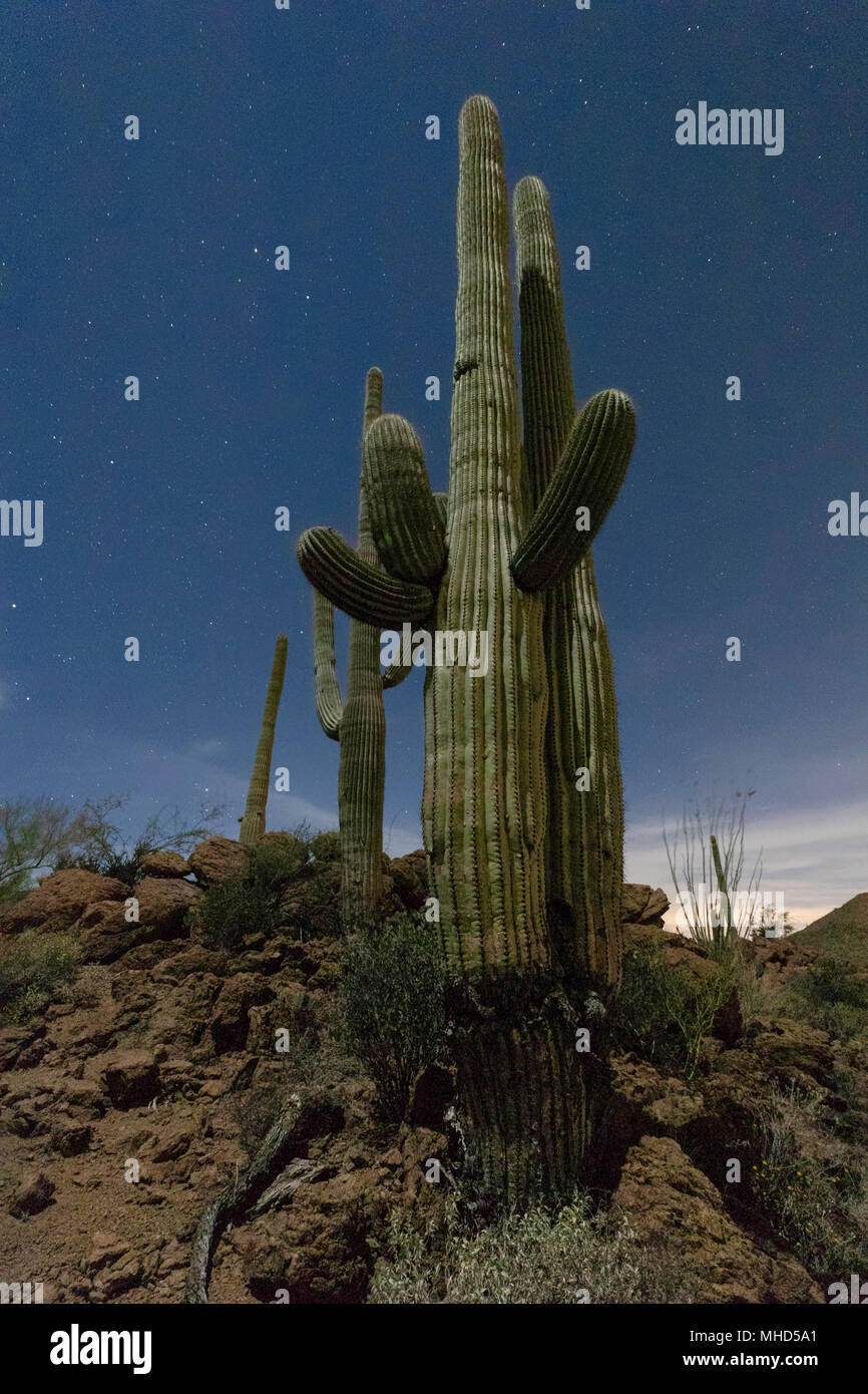 Cacto Saguaro (Carnegiea gigantea) con las estrellas y la luna, Tucson, Arizona. Foto de stock