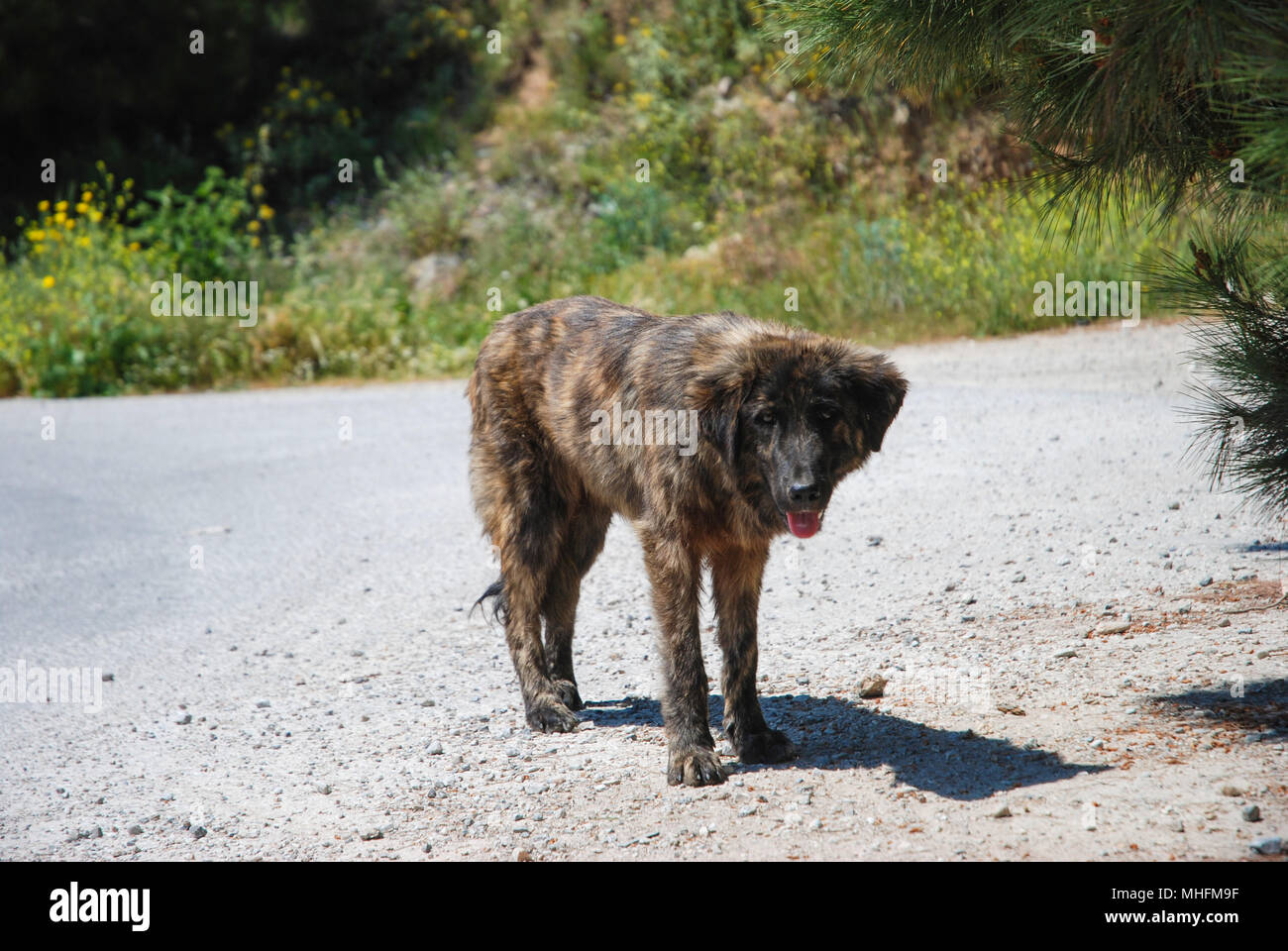 Perros salvajes deambulan solos en la carretera. Foto de stock