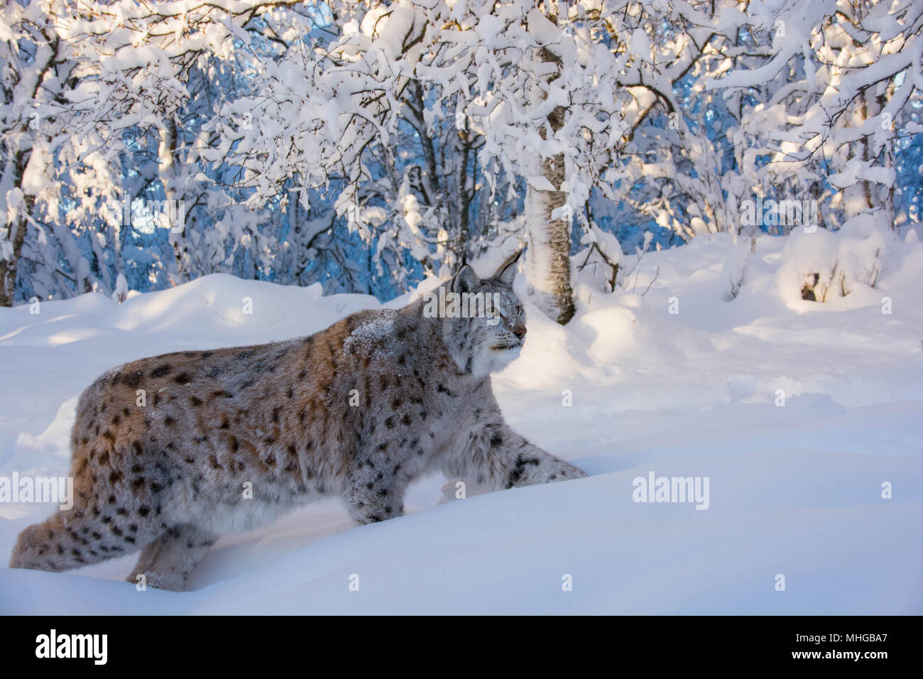 Un crecido Lynx lynx, un lince euroasiático de caminar en la nieve. Frío invierno en Noruega/Europa Foto de stock
