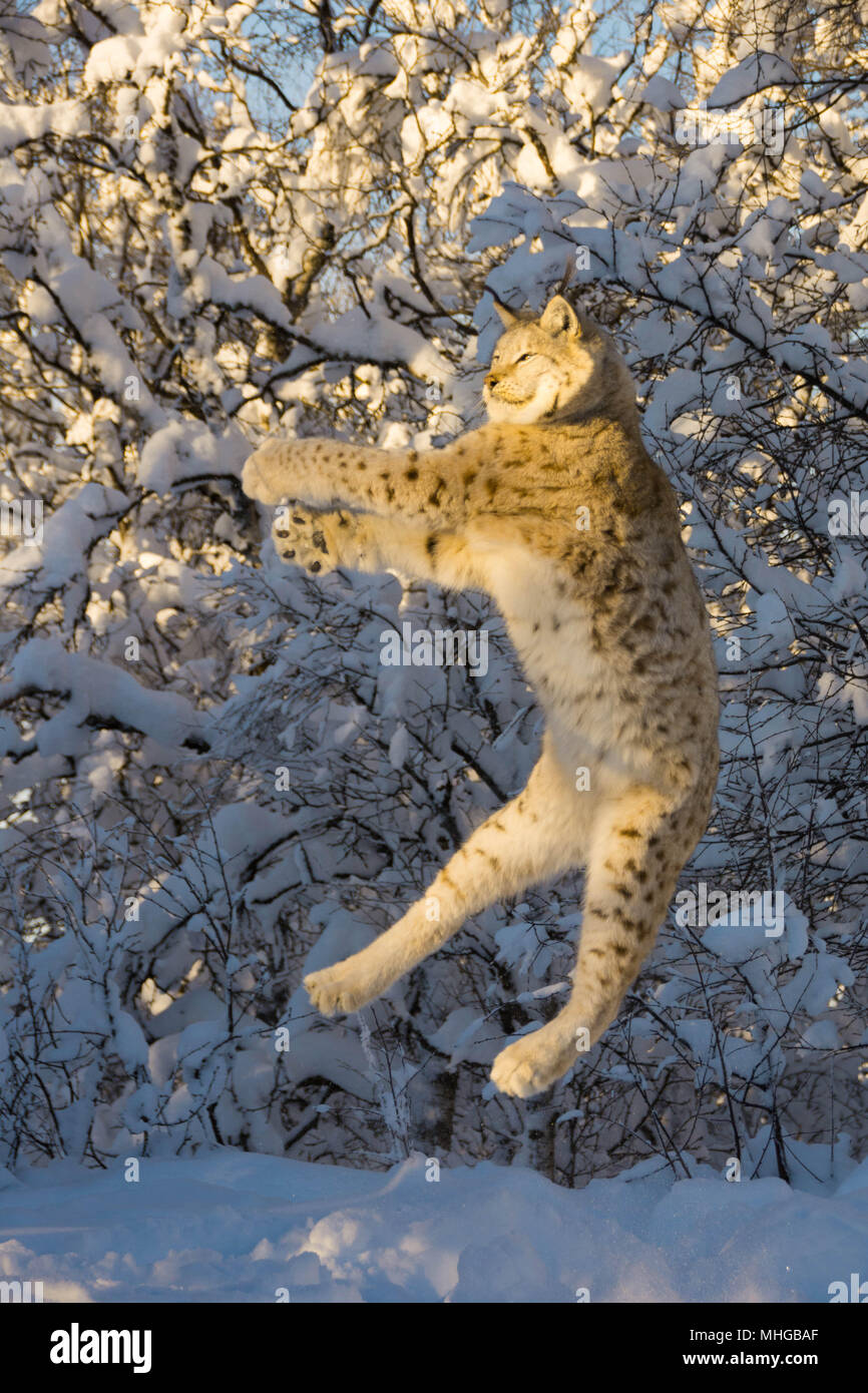 Un lince en el invierno frío y nieve en Europa/Noruega. Un Lynx lynx, lince euroasiático con manchas saltando alto Foto de stock