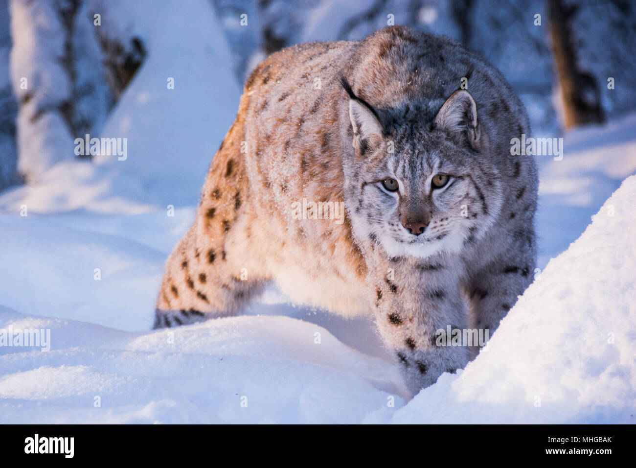 Persiguiendo un lince en el frío invierno y mucha nieve en Noruega. Un Lynx lynx, lince euroasiático con manchas. Foto de stock