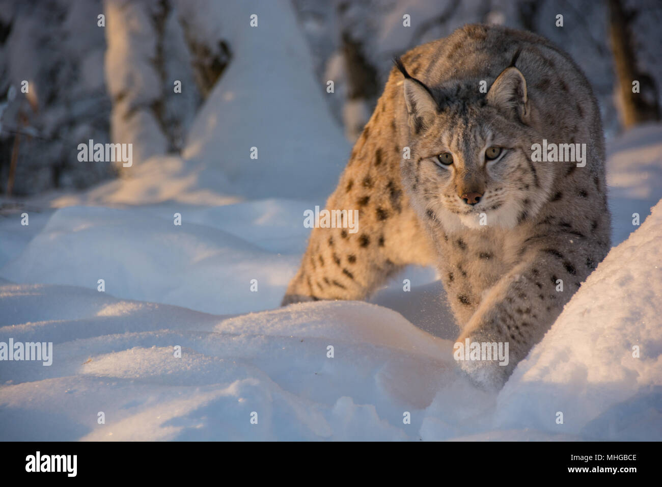 Persiguiendo un lince en el frío invierno y mucha nieve en Noruega. Un Lynx lynx, lince euroasiático con manchas. Foto de stock