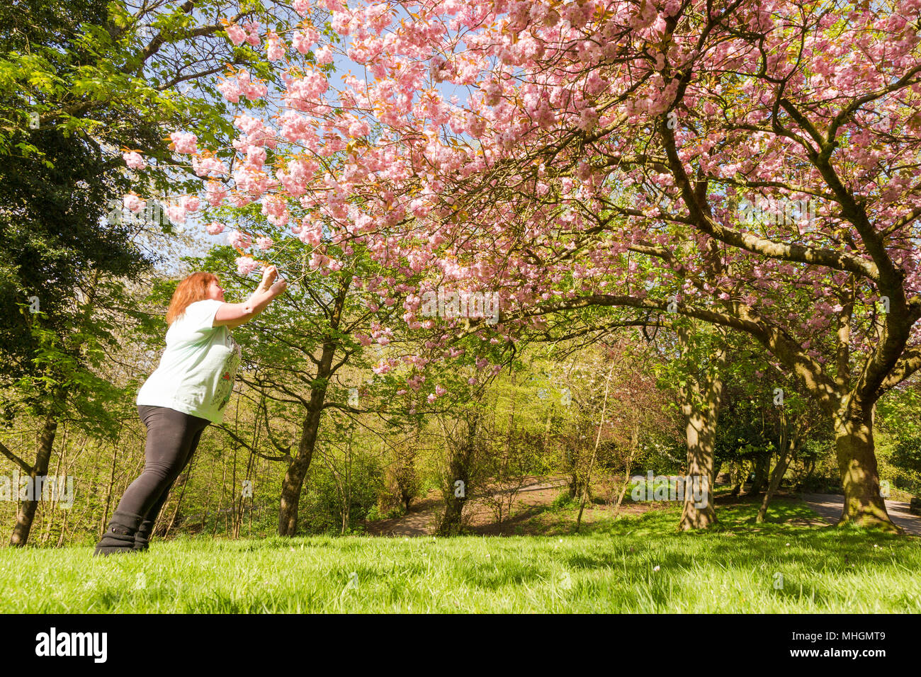 Mujer toma fotos de un árbol en flor flores en un parque uk Foto de stock