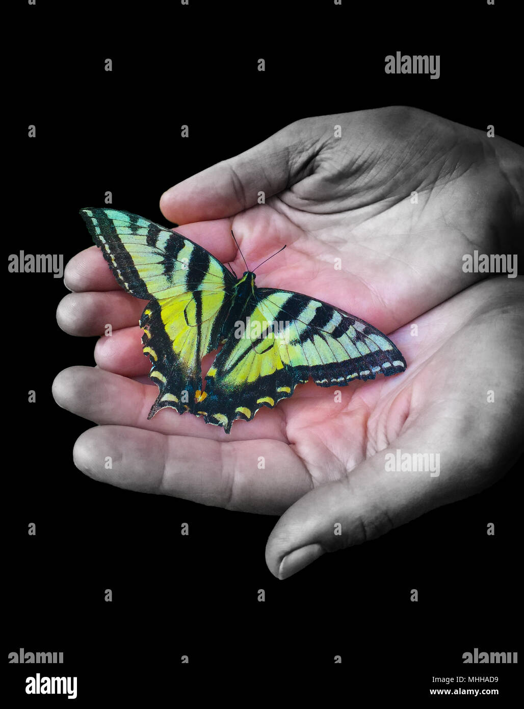 Amarillo en las manos de la mariposa monarca en blanco y negro saturación selectiva Foto de stock